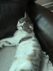 Reunited Male Cat last seen Near W Touhy, Chicago, IL 60626