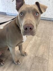 Found/Stray Female Dog last seen Spring Lane LDS church parking lot, Holladay, UT 84117