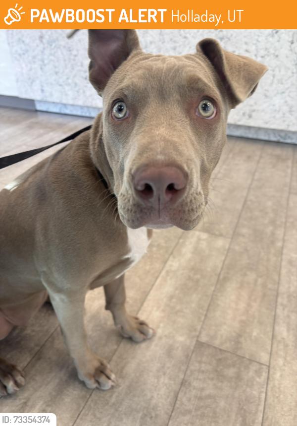 Found/Stray Female Dog last seen Spring Lane LDS church parking lot, Holladay, UT 84117