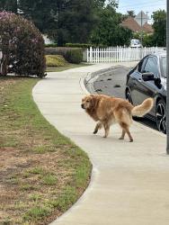 Found/Stray Male Dog last seen Broadway and Burton Ave, San Gabriel, CA 91776