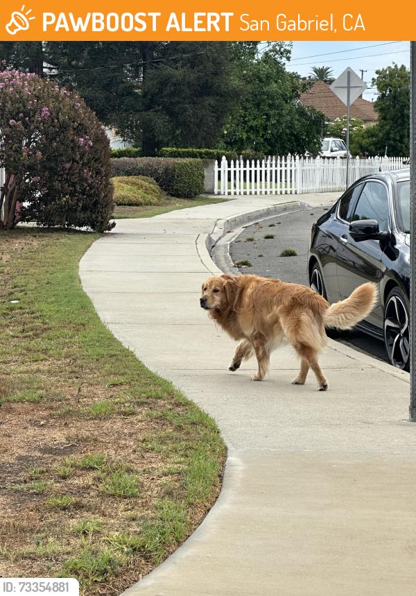 Found/Stray Male Dog last seen Broadway and Burton Ave, San Gabriel, CA 91776