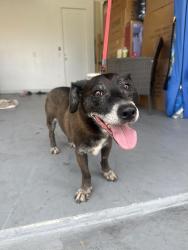 Found/Stray Male Dog last seen Nw 30th pl/ nw 7th st, Cape Coral, FL 33993