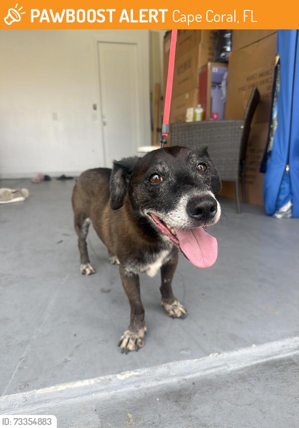 Found/Stray Male Dog last seen Nw 30th pl/ nw 7th st, Cape Coral, FL 33993