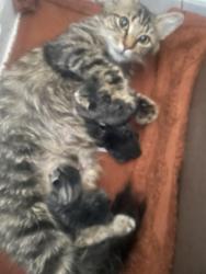 Lost Female Cat last seen Cherry acres dr and mercury blvd, Hampton, VA 23669