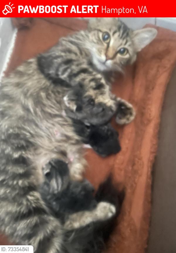 Lost Female Cat last seen Cherry acres dr and mercury blvd, Hampton, VA 23669