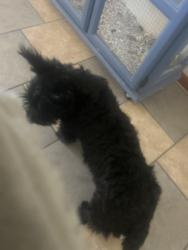 Found/Stray Male Dog last seen Lee Trevino, Valencia County, NM 87002