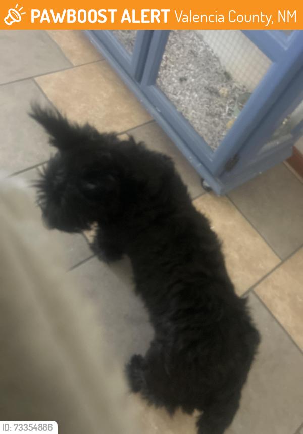 Found/Stray Male Dog last seen Lee Trevino, Valencia County, NM 87002
