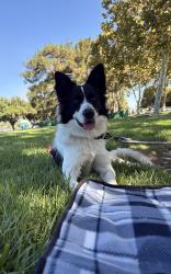 Found/Stray Male Dog last seen Crocker road, stockton, Stockton, CA 95206