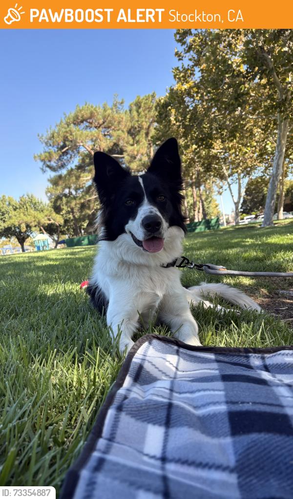 Found/Stray Male Dog last seen Crocker road, stockton, Stockton, CA 95206