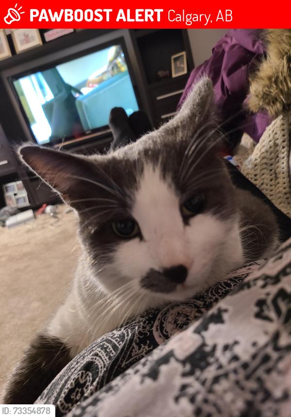 Lost Male Cat last seen 11th Avenue & 8 th street S.E., Calgary, AB 