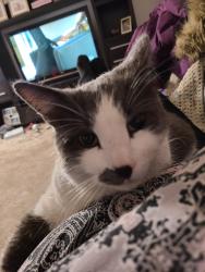 Lost Male Cat last seen 11th Avenue & 8 th street S.E., Calgary, AB 