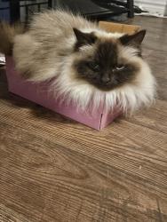 Lost Male Cat last seen Snow Drive, Fall River, NS B2T 1E8