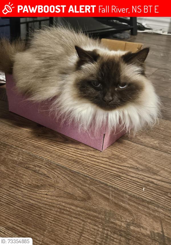 Lost Male Cat last seen Snow Drive, Fall River, NS B2T 1E8