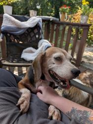 Lost Female Dog last seen Chapman Highway, Brandau Rd., Mayflower Rd., Catlett, Knoxville, TN 37920