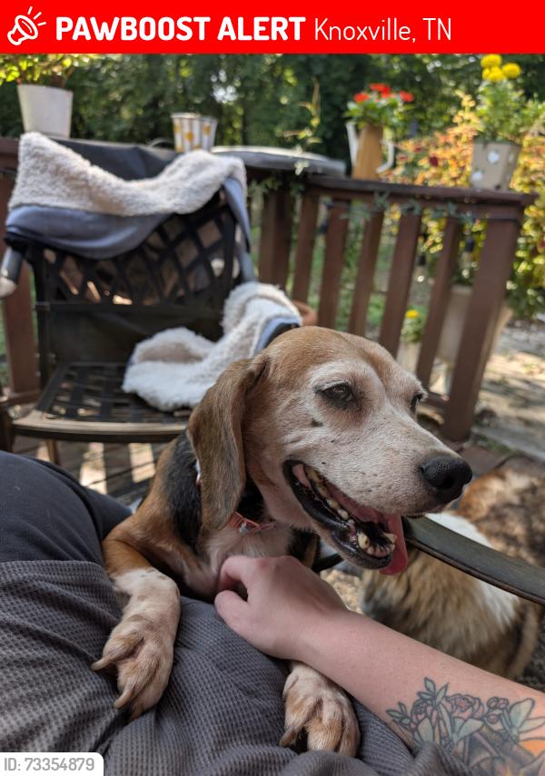 Lost Female Dog last seen Chapman Highway, Brandau Rd., Mayflower Rd., Catlett, Knoxville, TN 37920