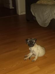Lost Female Dog last seen Visalia road, Exeter, CA 93221