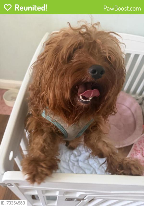 Reunited Unknown Dog last seen Revere st and Guilford, Philadelphia, PA 19152