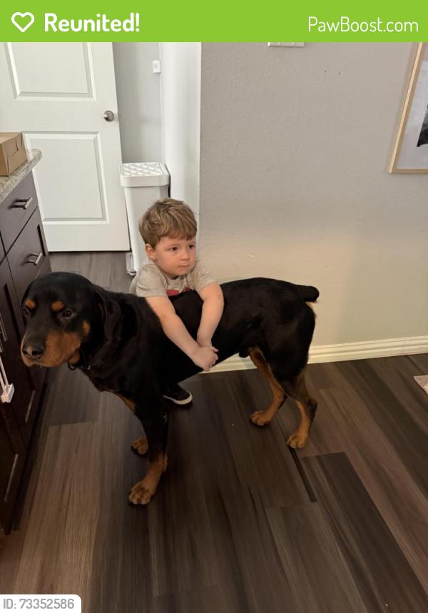 Reunited Male Dog last seen Welch and Whitman, Fort Worth, TX 76133
