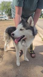 Reunited Male Dog last seen W 7th St and 23rd St, Greeley, CO 80634