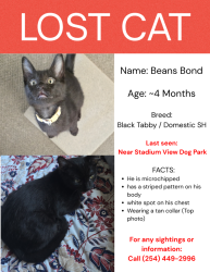 Lost Male Cat last seen Stadium View Dog Park, College Station, TX 77840