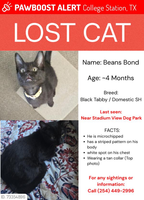 Lost Male Cat last seen Stadium View Dog Park, College Station, TX 77840