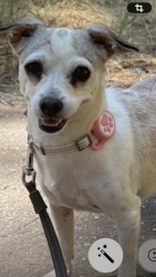 Lost Female Dog last seen Pleasant grove and Gallie, Roseville, CA 95678