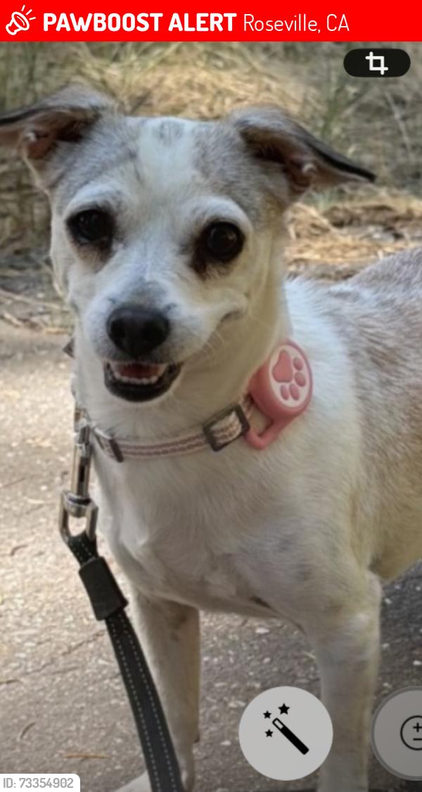 Lost Female Dog last seen Pleasant grove and Gallie, Roseville, CA 95678