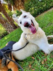 Lost Male Dog last seen Near SW 121st Ave, Miami, FL 33177