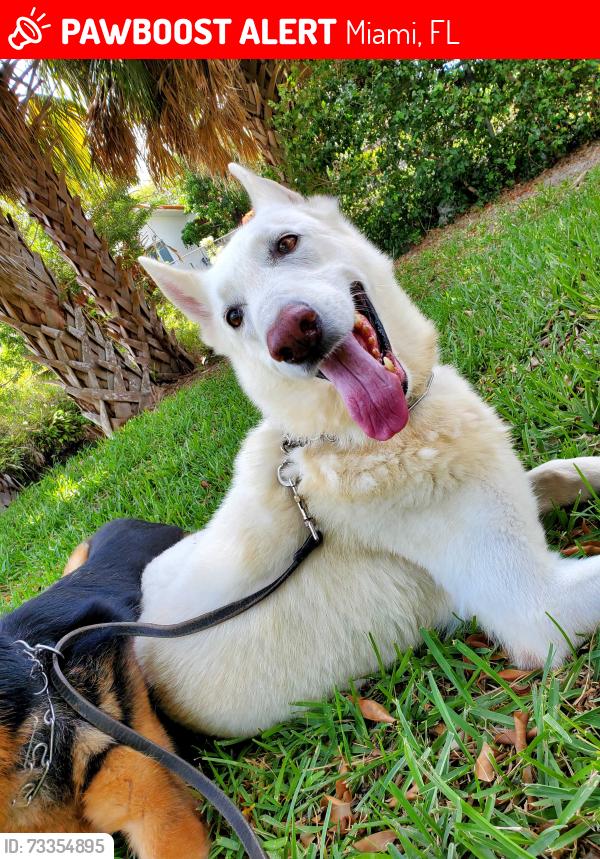 Lost Male Dog last seen Near SW 121st Ave, Miami, FL 33177
