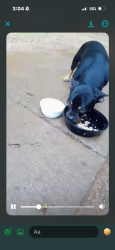 Found/Stray Unknown Dog last seen Eggs up grill, Laurens, SC 29360