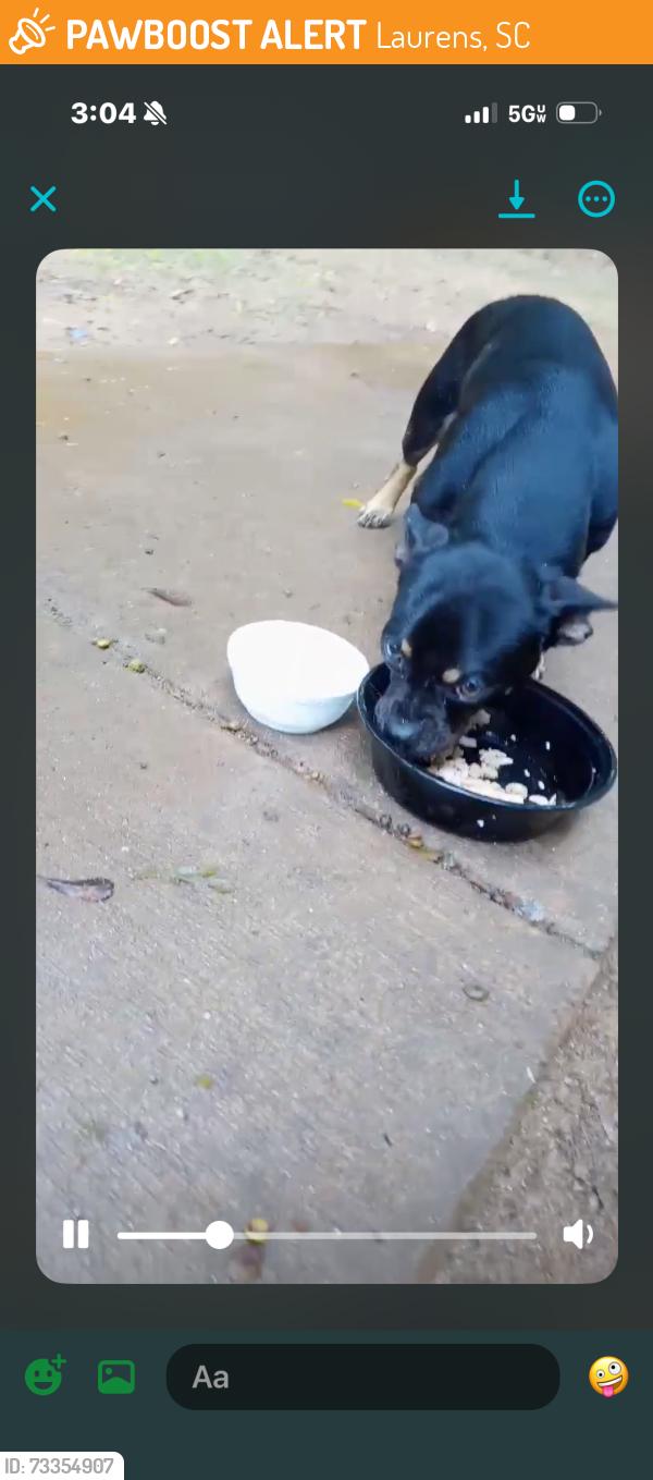 Found/Stray Unknown Dog last seen Eggs up grill, Laurens, SC 29360