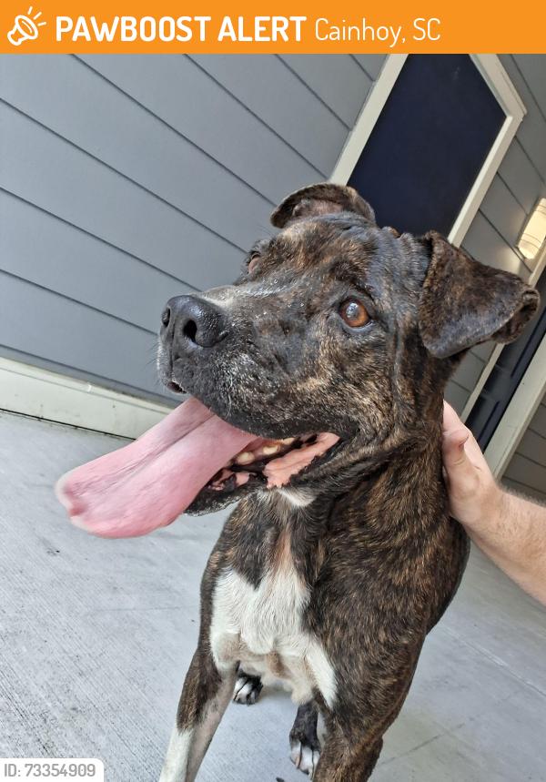 Found/Stray Male Dog last seen Near overlook point place, Cainhoy, SC 29492