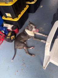 Found/Stray Male Dog last seen Near Sparr hardware, Marion County, FL 32617