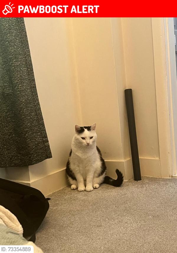 Lost Male Cat last seen Tangier road by the co-op, Portsmouth, England 