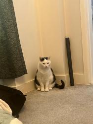 Lost Male Cat last seen Tangier road by the co-op, Portsmouth, England 