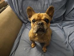 Reunited Female Dog last seen Radcliffe and Anderson between Save Mart and United Methodist Church, Davis, CA 95616