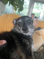 Reunited Male Dog last seen Noe Bixby road and main street, Columbus, OH 43213