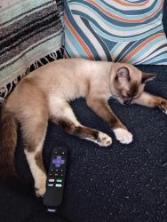 Lost Male Cat last seen 23rd st. McAllen TX, McAllen, TX 78504