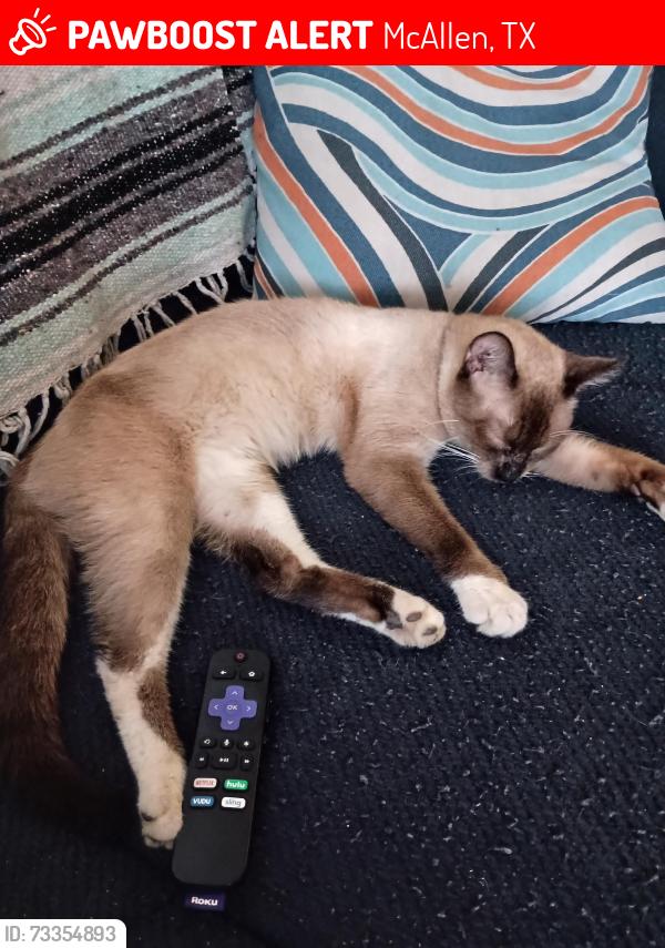 Lost Male Cat last seen 23rd st. McAllen TX, McAllen, TX 78504