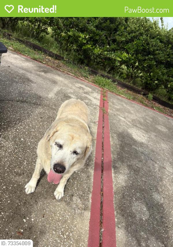 Reunited Female Dog last seen Mercers Fernery, DeLand, FL 32720