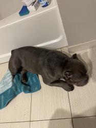 Lost Male Dog last seen Near w Ainslie street, Chicago, IL 60625