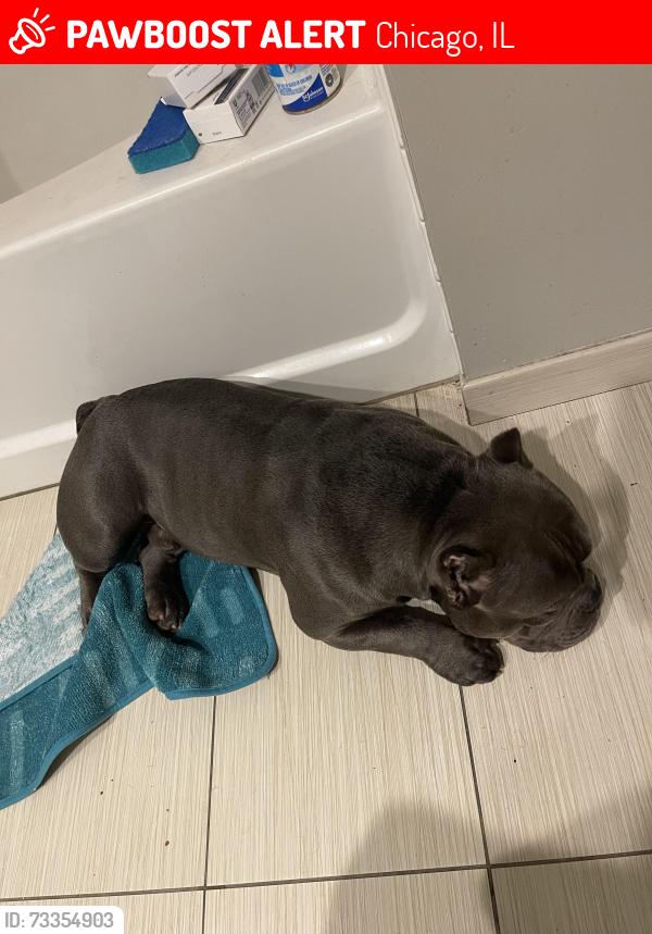 Lost Male Dog last seen Near w Ainslie street, Chicago, IL 60625