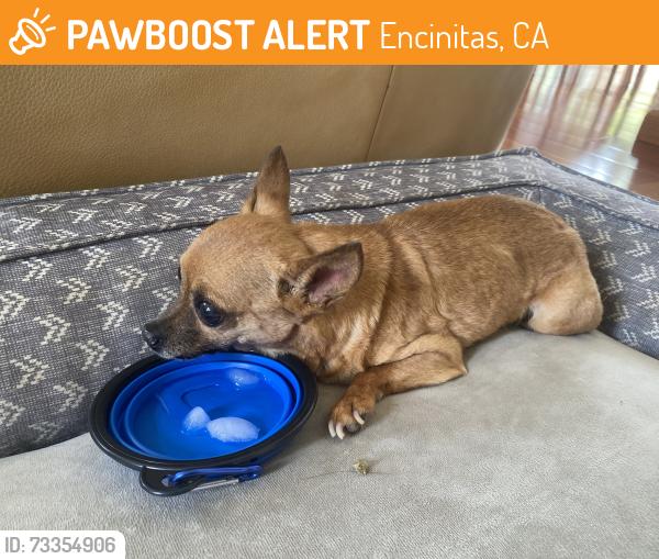 Found/Stray Unknown Dog last seen Valleda lane, Encinitas, CA 92024