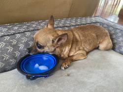 Found/Stray Unknown Dog last seen Valleda lane, Encinitas, CA 92024