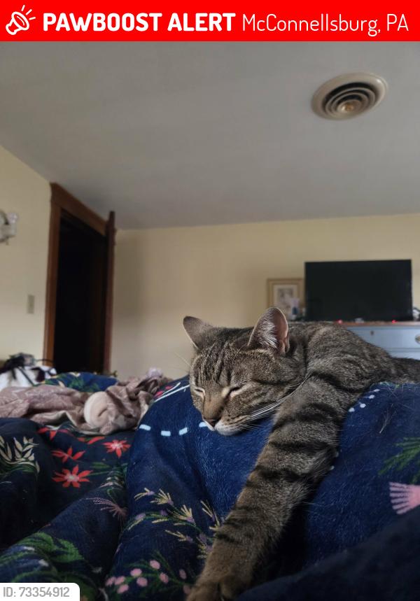 Lost Female Cat last seen 7th & Maple St, McConnellsburg, PA 17233