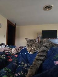 Lost Female Cat last seen 7th & Maple St, McConnellsburg, PA 17233