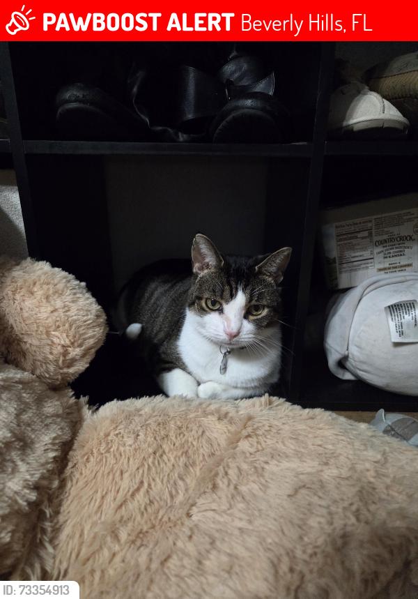 Lost Male Cat last seen Running behind my neighbors house on N.Wahington towards the neighbor behind us on N.Wadsworth, Beverly Hills, FL 34465