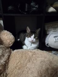 Lost Male Cat last seen Running behind my neighbors house on N.Wahington towards the neighbor behind us on N.Wadsworth, Beverly Hills, FL 34465