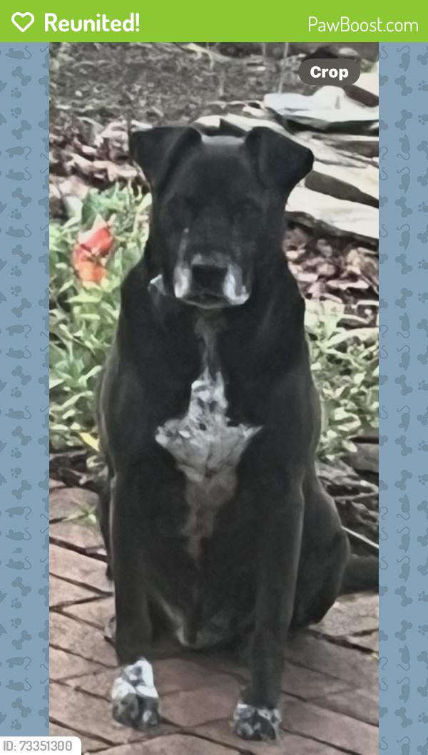 Reunited Male Dog last seen Koala drive, Oak Ridge, NC 27310