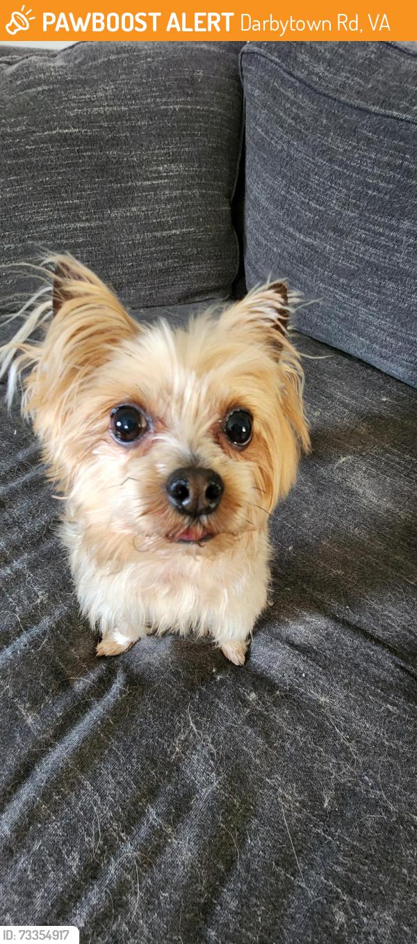 Found/Stray Male Dog last seen Darbytown rd, Darbytown Rd, VA 23231
